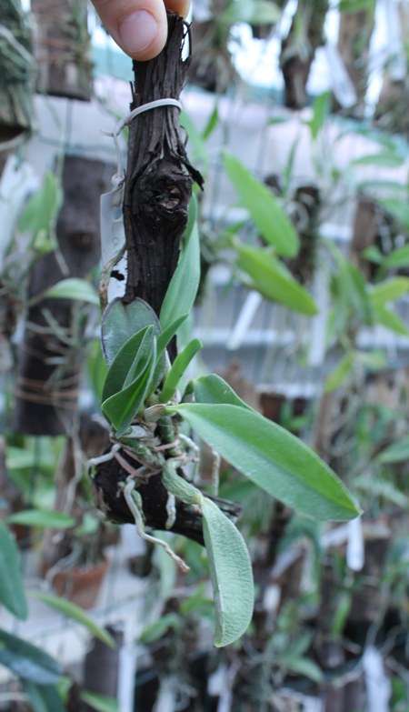 Laelia alaori escura II x Laelia alaori escura I.jpg