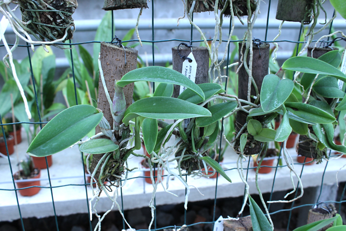 Cattleya walkeriana rubra 'Mineirinha' x Cattleya walkeriana caerulea 'Sta Luzia'.jpg