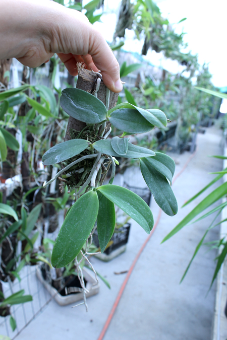 Cattleya aclandiae 'Itaparica' x Cattleya aclandiae 'Mulatinha'.jpg