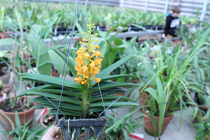 Ascocentrum miniatum.jpg