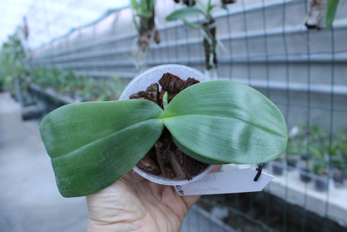 Phalaenopsis Yaphon Nicegirl x gigantea.jpg
