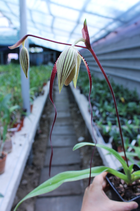 Paphiopedilum sanderianum 'Show Shan' x Paphiopedilum philippinense '9F'.jpg