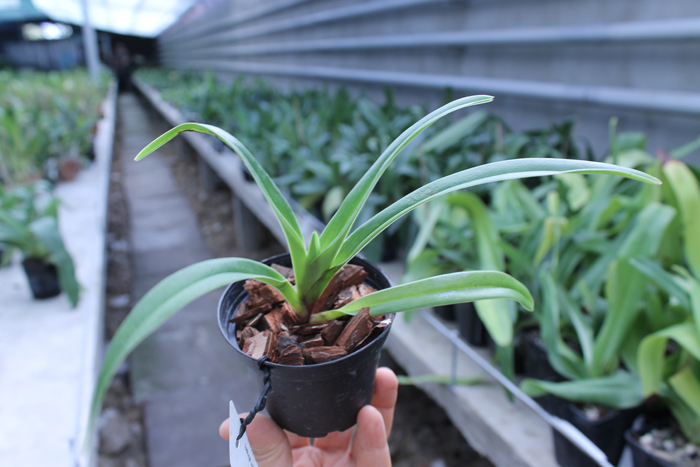 Phragmipedium caudatum x fischeri.jpg