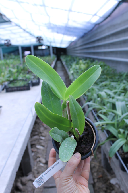 Cattleya Sea Breeze 'Blue Ribbon'.jpg