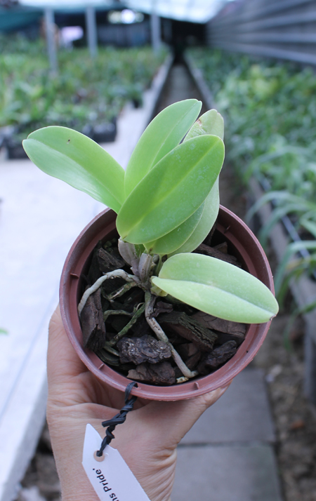 Cattleya Sea Breeze 'Fellraths Pride'.jpg