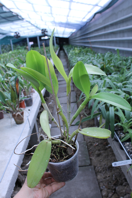 Cattleya Penny Kuroda x Laeliocattleya Amber Penny.jpg