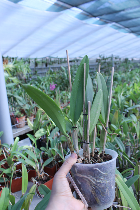 Cattleya lueddemanniana 'Negrita' x Cattleya lueddemanniana 'Dark'.jpg