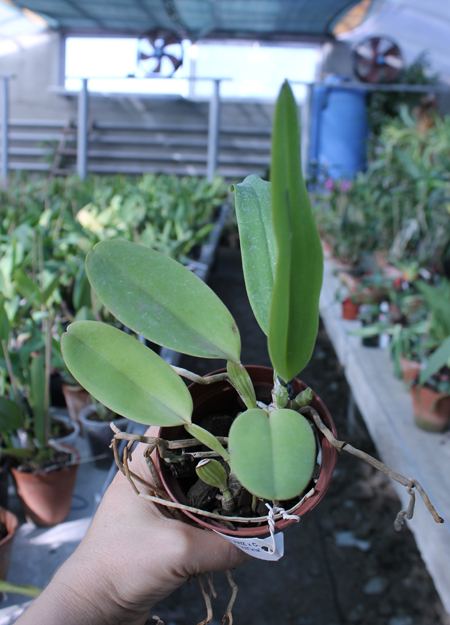 Cattleya warneri atropurpurea.jpg