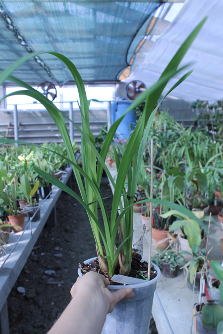 Cymbidium Pink Pop 'Crystal Fruit'.jpg