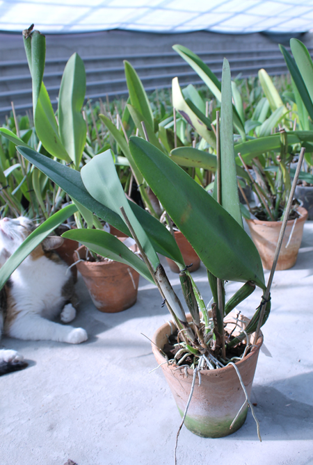 Cattleya warscewiczii sanderiana.jpg
