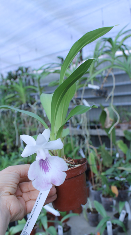 Cochleanthes (amazonica x lobata).jpg