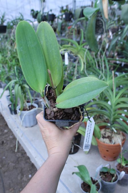 Cattleya labiata coerulea 'Titi' (Z-185) x Cattleya labiata coerulea 'Blue Sky' (Z-185).jpg