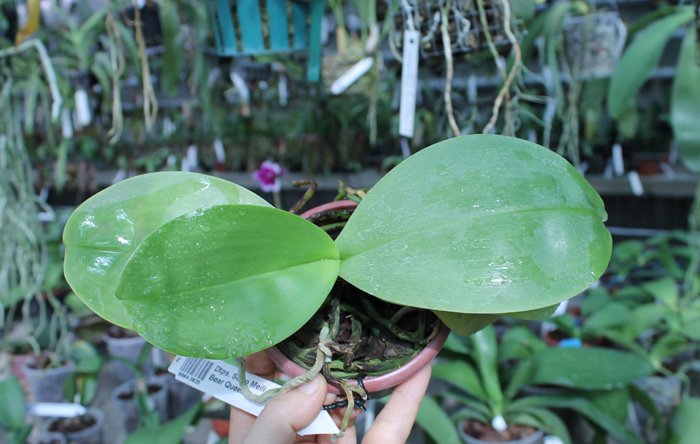 Doritaenopsis Sogo Meili x Phalaenopsis Ld's Bear Queen.jpg