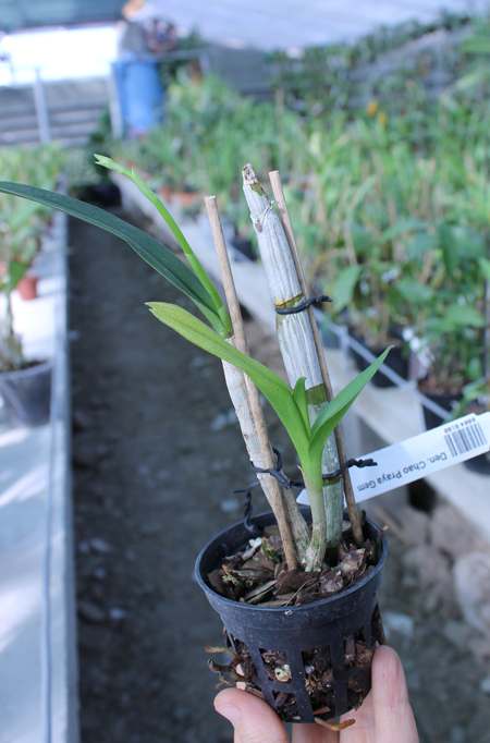 Dendrobium Chao Praya Gem.jpg