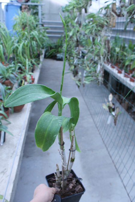 Dendrobium King Dragon x Supanburi White.jpg