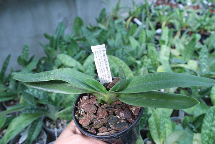 Paphiopedilum rothschildianum x Paphiopedilum hangianum.jpg