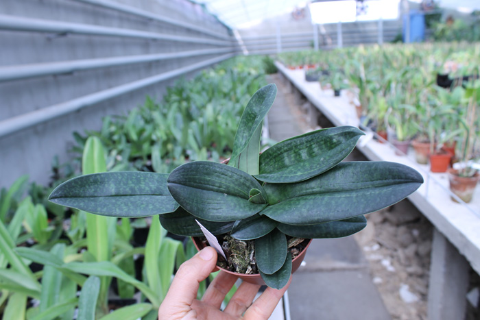 Paphiopedilum hangianum x bellatulum.jpg