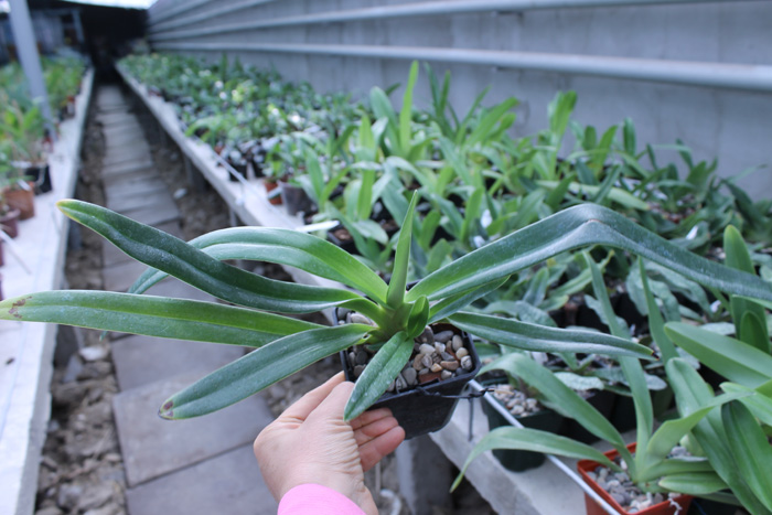 Paphiopedilum Mar New x rothschildianum.jpg