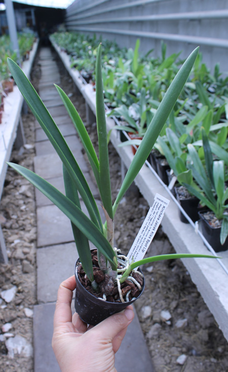 Kirchara Jairak Kiss Spot Lip.jpg