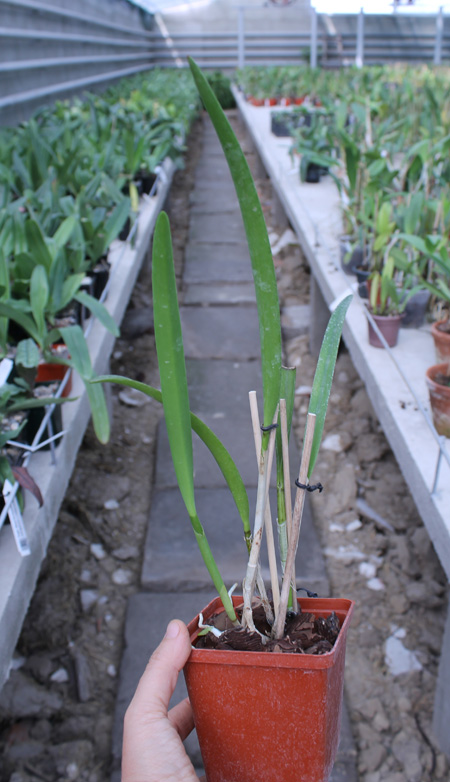 Brassavola fragrans x Laeliocattleya Elizabeth Hearn.jpg