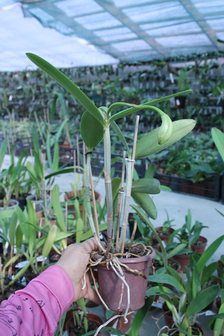 Laeliocattleya Fonte da Saudade.jpg