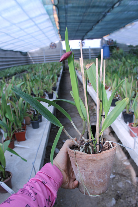 Brassocattleya Little Marmaid 'Janet'.jpg