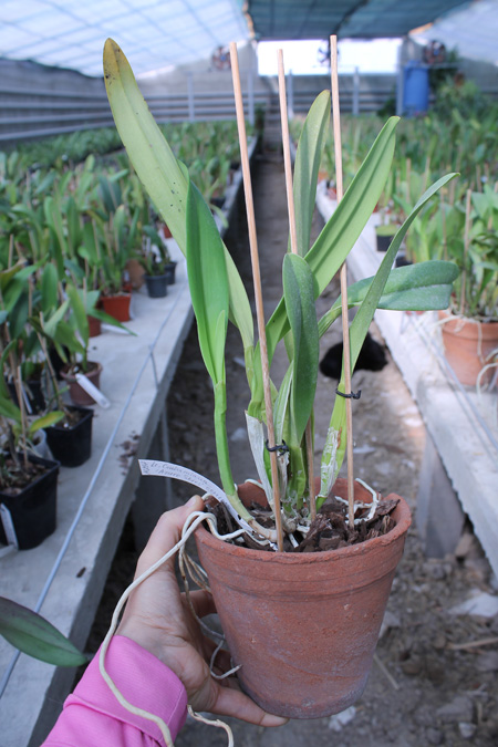 Laeliocattleya Canhamiana coerulea 'Azure Skies'.jpg