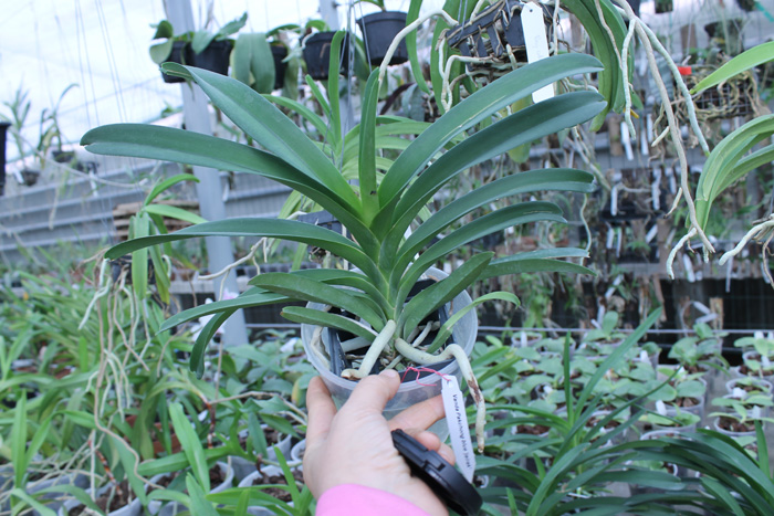 Vanda Pak Chong Blue.jpg