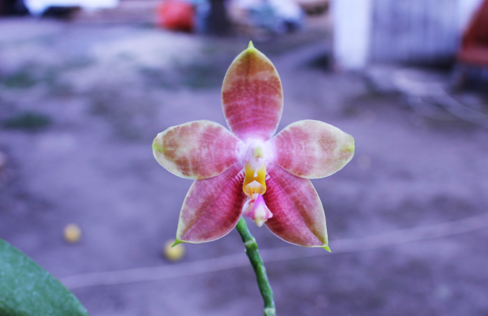 Phalaenopsis amboinensis x Phalaenopsis Penang Girl.jpg