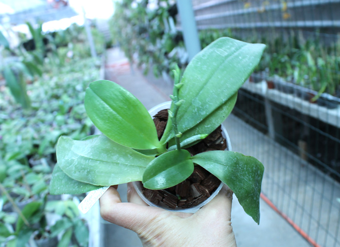 Phalaenopsis Jennifer Palermo (C1 type) x Phalaenopsis LD's Bear Queen.jpg