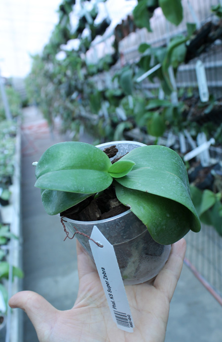 Phalaenopsis KS Super Zebra.jpg