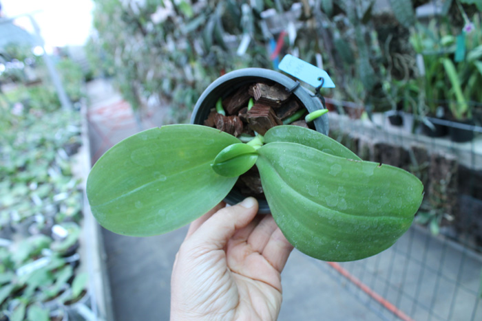 Phalaenopsis Ld's Bear King 'Yellow King' x Dragon Tree Eagle.jpg