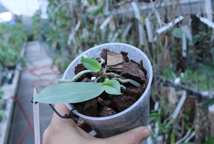 Phalaenopsis (Timothy Christopher x parishii) 'KF'.jpg