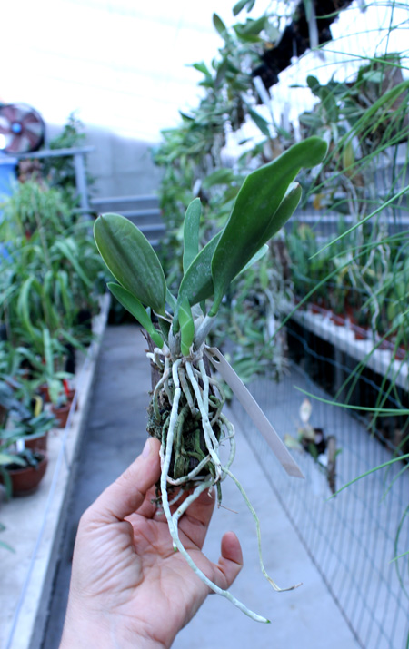 Laelia jongheana alba (Z-88) x Laelia jongheana suavissima.jpg