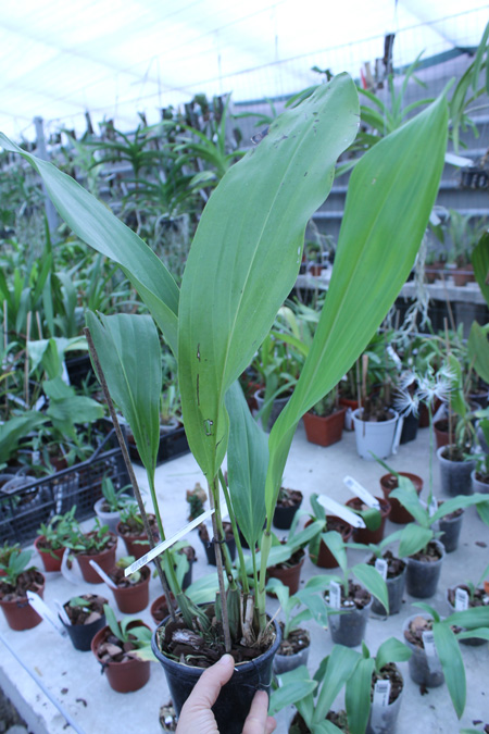 Dendrochilum magnum.jpg