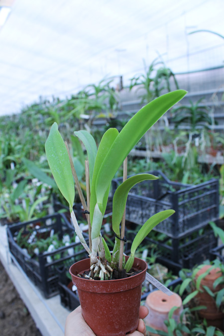 Cattleya percivaliana semi alba 'Altamira' (11-6) x SELF.jpg
