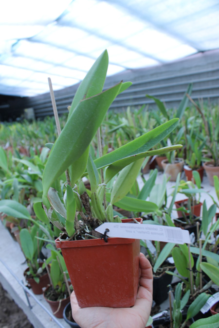 Cattleya labiata coerulescens 'Da Norma Dreher' x self.jpg