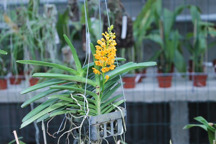 Ascocentrum miniatum.jpg