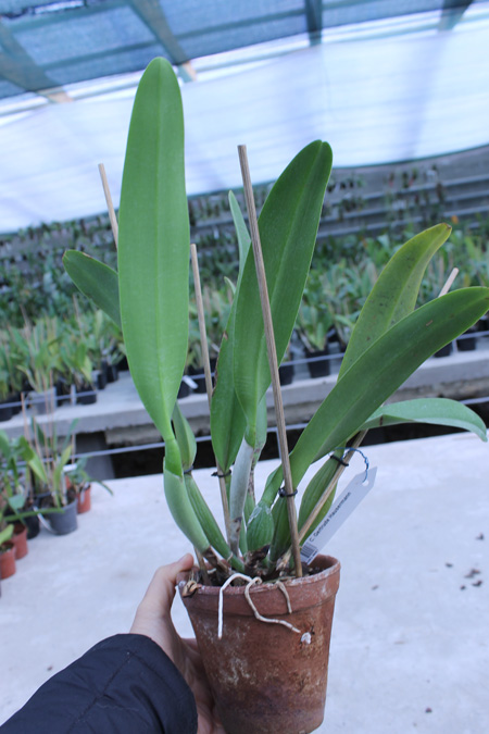 Cattleya Gertrude Hausermann.jpg