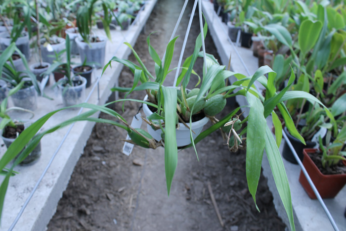 Coelogyne cristata.jpg