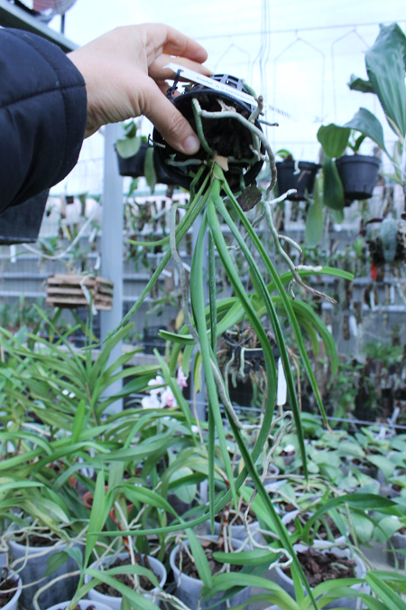 Paraphalaenopsis labukensis x Vanda alpina.jpg