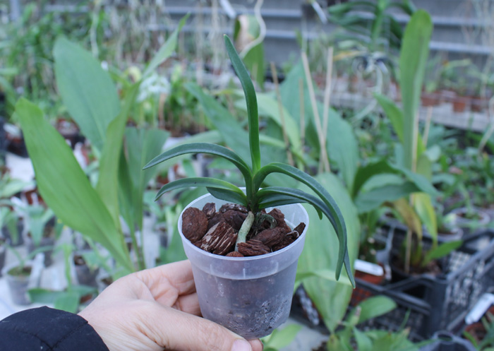 Vanda sanderiana.jpg