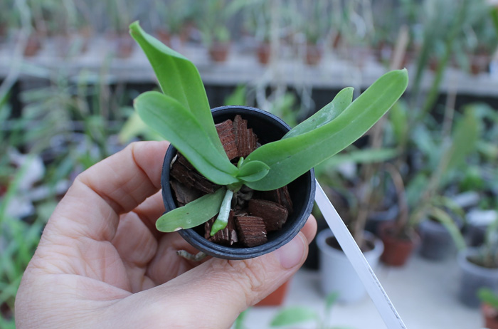 Tuberolabium kotoense.jpg