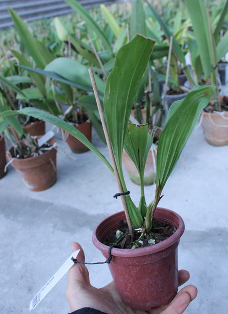 Gongora flaveola.jpg