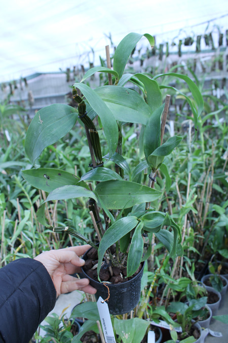 Dendrobium thyrsiflorum.jpg