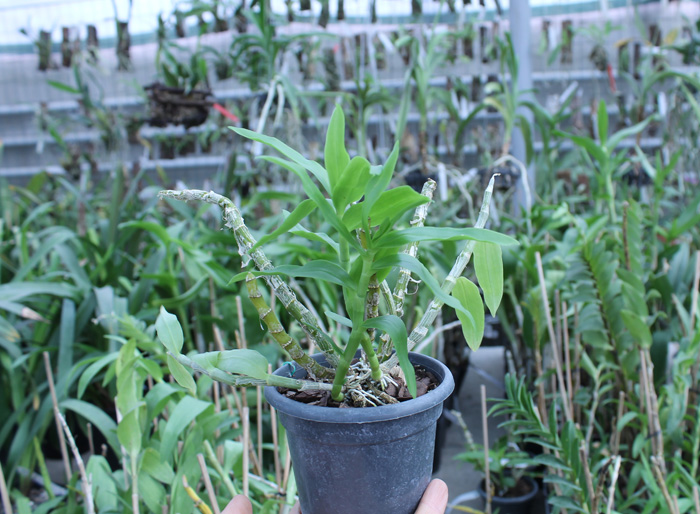 Dendrobium cretaceum.jpg