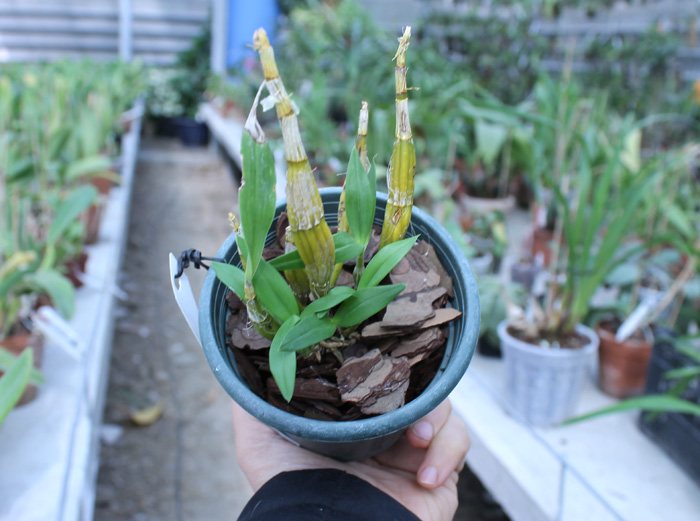 Dendrobium brymerianum.jpg