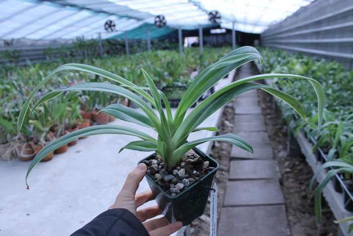 Phragmipedium Inca Fire (Andean Fire x besseae).jpg