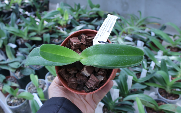 Paphiopedilum philippinense alba.jpg
