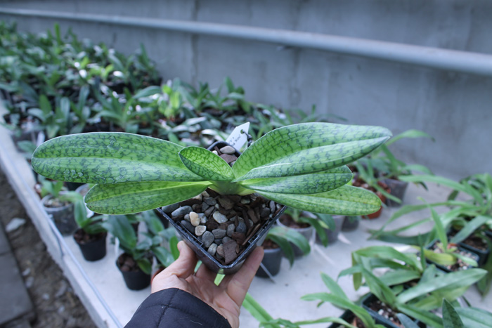 Paphiopedilum Alma Geveart 'Hager's' x Paphiopedilum philippinense var alba 'Kou'.jpg